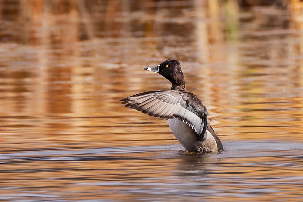 Ring-necked Duck-Grand Teton National Park-Wyoming art print by Adam Jones for $57.95 CAD