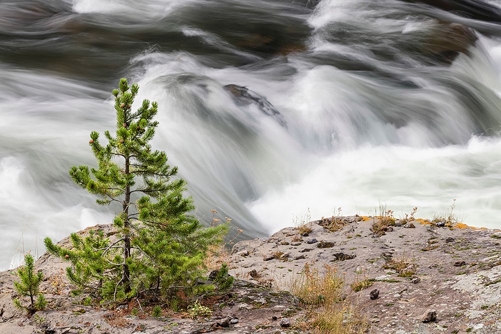 Small evergreen tree along Firehole River-Yellowstone National Park-Wyoming art print by Adam Jones for $57.95 CAD