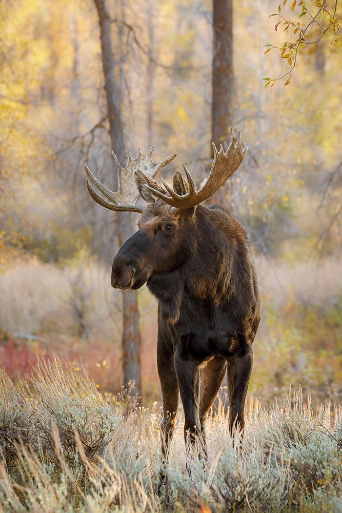 Bull moose in autumn-Grand Teton National Park-Wyoming art print by Adam Jones for $57.95 CAD