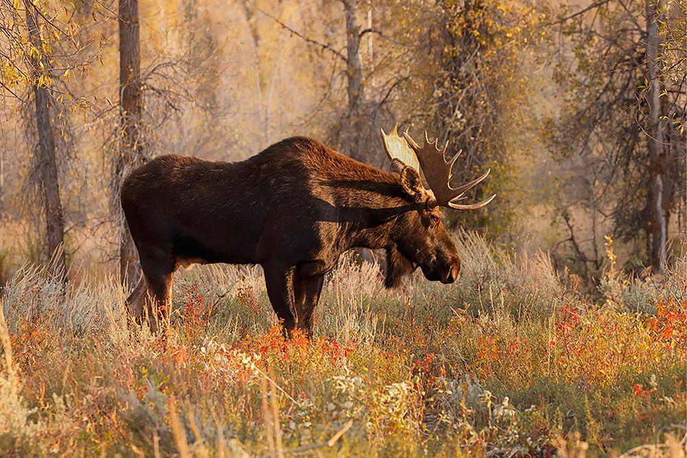 Bull moose in autumn-Grand Teton National Park-Wyoming art print by Adam Jones for $57.95 CAD