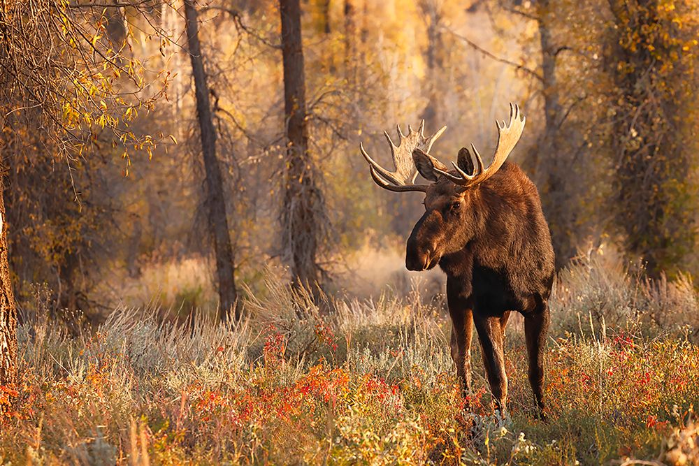 Bull moose in autumn-Grand Teton National Park-Wyoming art print by Adam Jones for $57.95 CAD