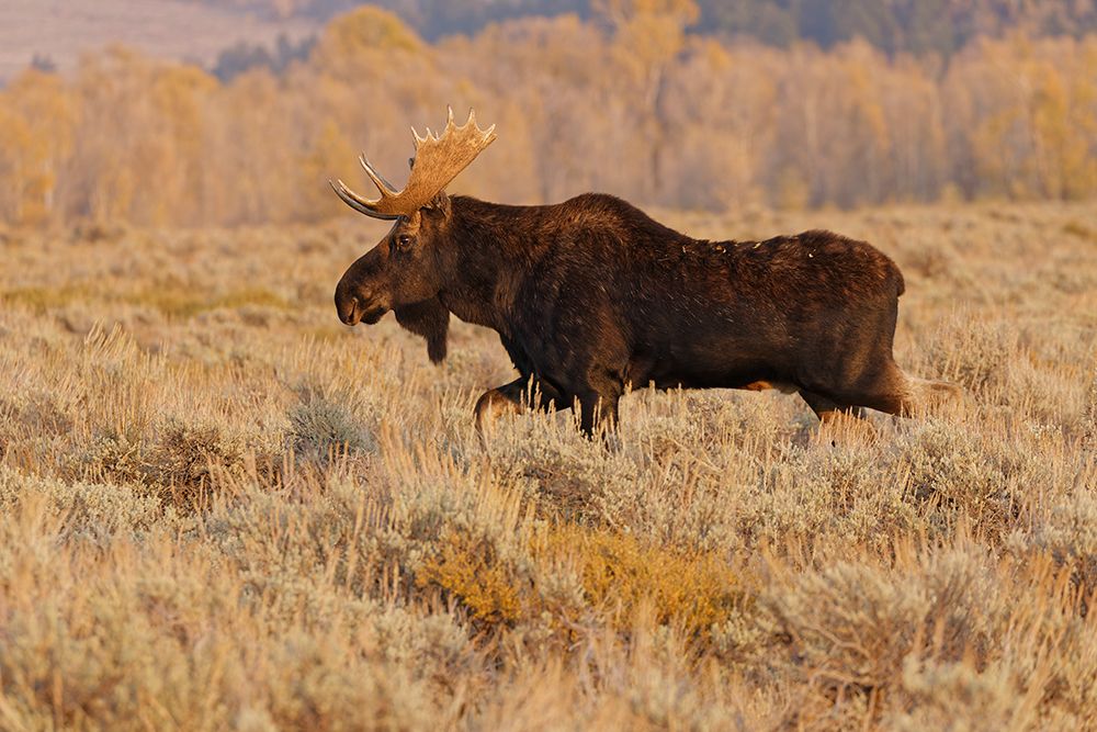 Bull moose in autumn-Grand Teton National Park-Wyoming art print by Adam Jones for $57.95 CAD