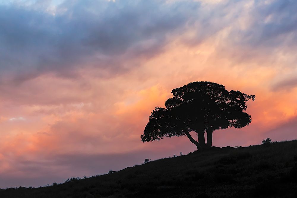 Single tree silhouetted at sunrise-Yellowstone National Park-Wyoming art print by Adam Jones for $57.95 CAD