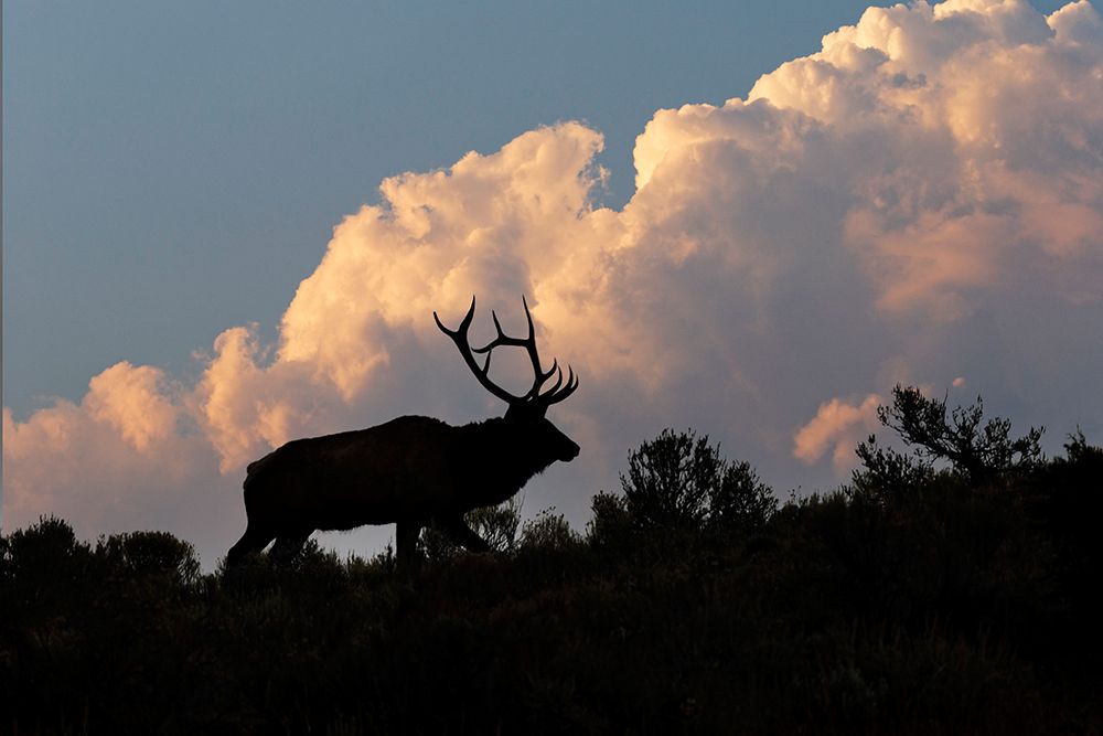 Bull elk or wapiti silhouetted on ridge at sunrise-Yellowstone National Park-Wyoming art print by Adam Jones for $57.95 CAD