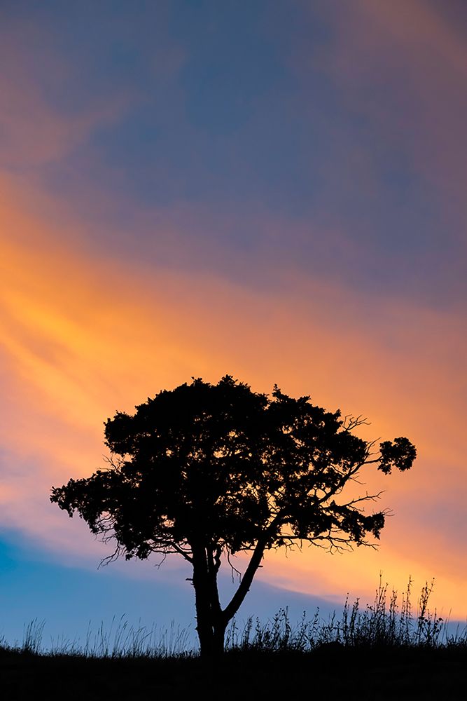Single tree silhouetted at sunrise-Yellowstone National Park-Wyoming art print by Adam Jones for $57.95 CAD