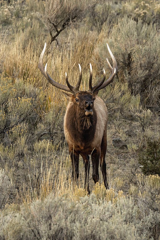 Bull elk bugling or wapiti-Yellowstone National Park-Wyoming art print by Adam Jones for $57.95 CAD