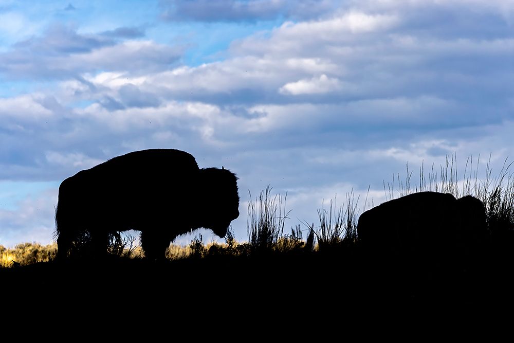American Bison silhouette Yellowstone National Park-Wyoming art print by Adam Jones for $57.95 CAD