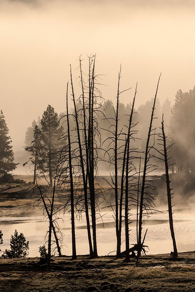 Dead trees near geothermal feature-Yellowstone National Park-Wyoming art print by Adam Jones for $57.95 CAD