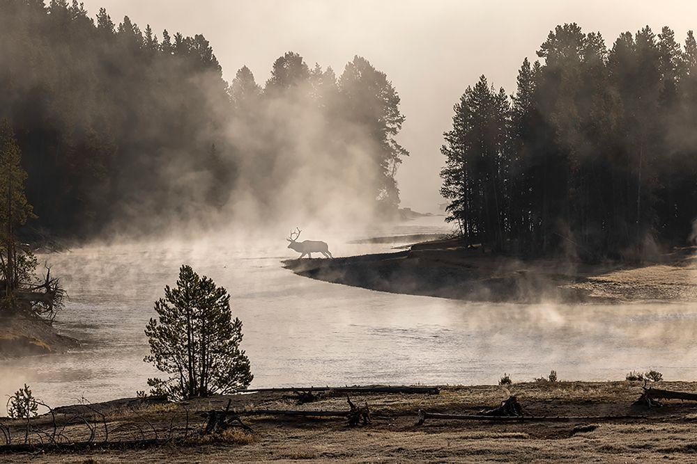 Morning mist on Yellowstone River-Yellowstone National Park-Wyoming art print by Adam Jones for $57.95 CAD