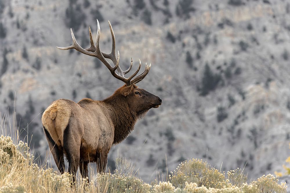 Bull elk or wapiti-Yellowstone National Park-Wyoming art print by Adam Jones for $57.95 CAD