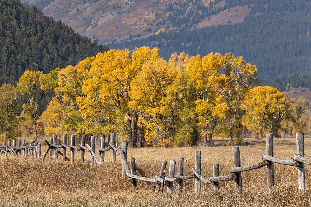 Cottonwood trees and fence in fall and Teton Range-Grand Teton National Park-Wyoming art print by Adam Jones for $57.95 CAD