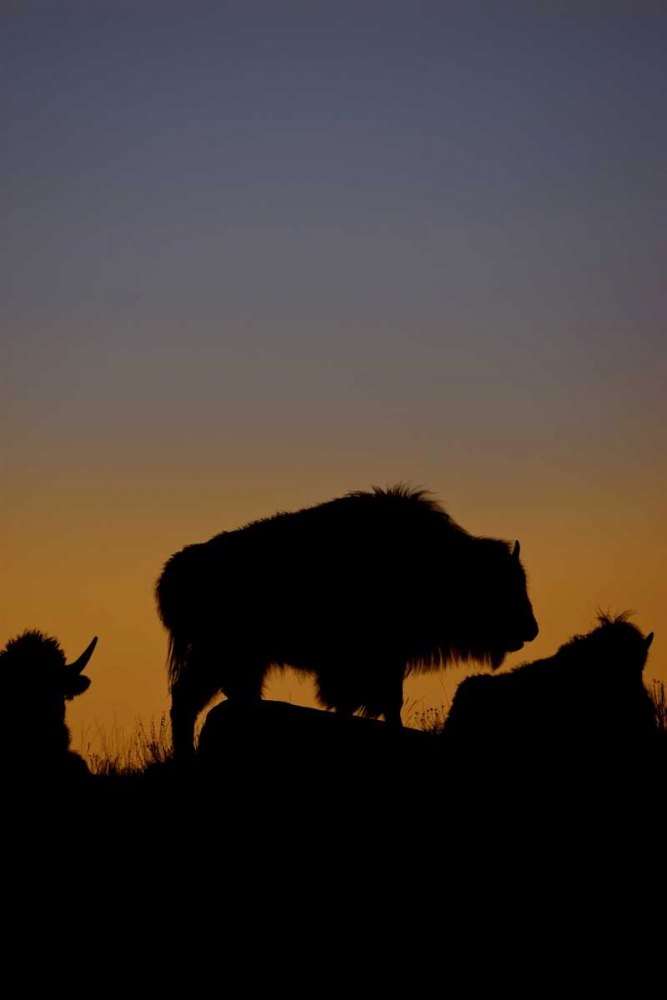 WY, Yellowstone Bson silhouetted at sunset art print by Don Grall for $57.95 CAD