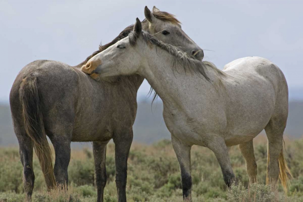 Wyoming, Carbon Wild horses grooming each other art print by Cathy and Gordon Illg for $57.95 CAD