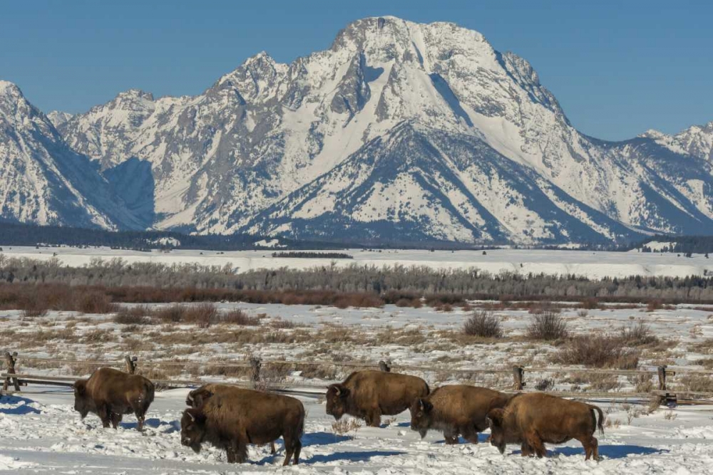 Wyoming, Grand Tetons Bison and winter landscape art print by Cathy and Gordon Illg for $57.95 CAD