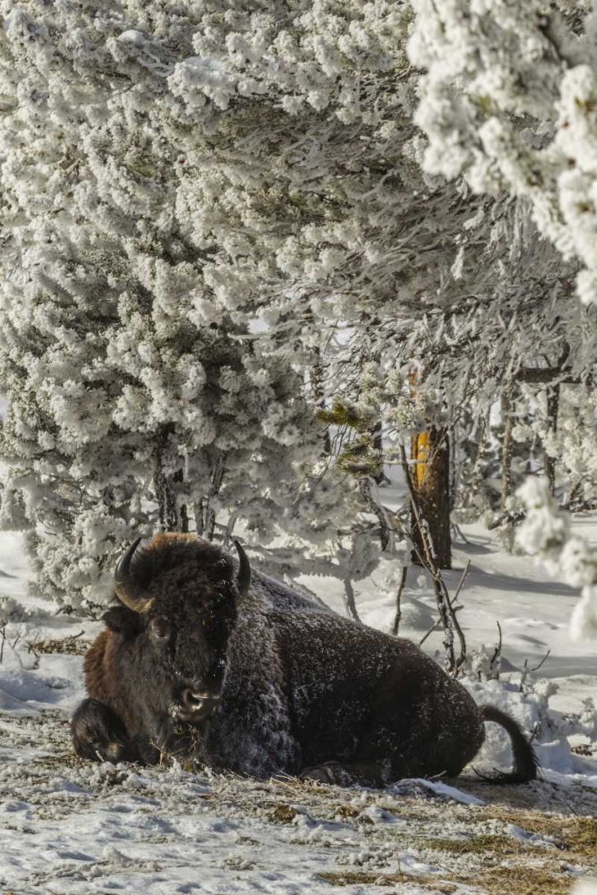 WY, Yellowstone Bison resting on snowy ground art print by Cathy and Gordon Illg for $57.95 CAD