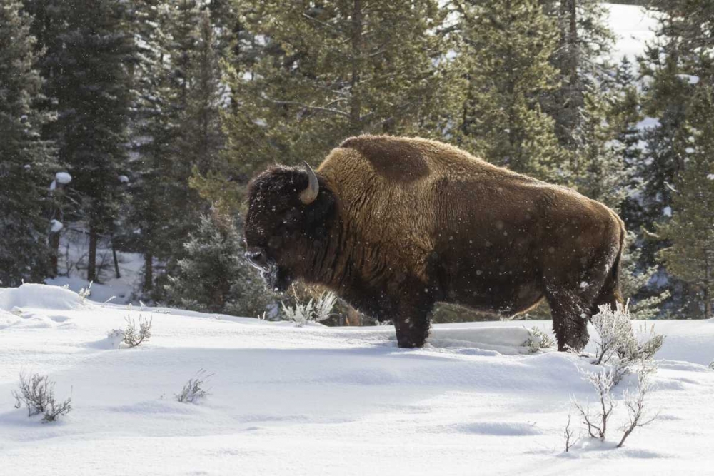 Wyoming, Yellowstone NP Bison standing in snow art print by Cathy and Gordon Illg for $57.95 CAD