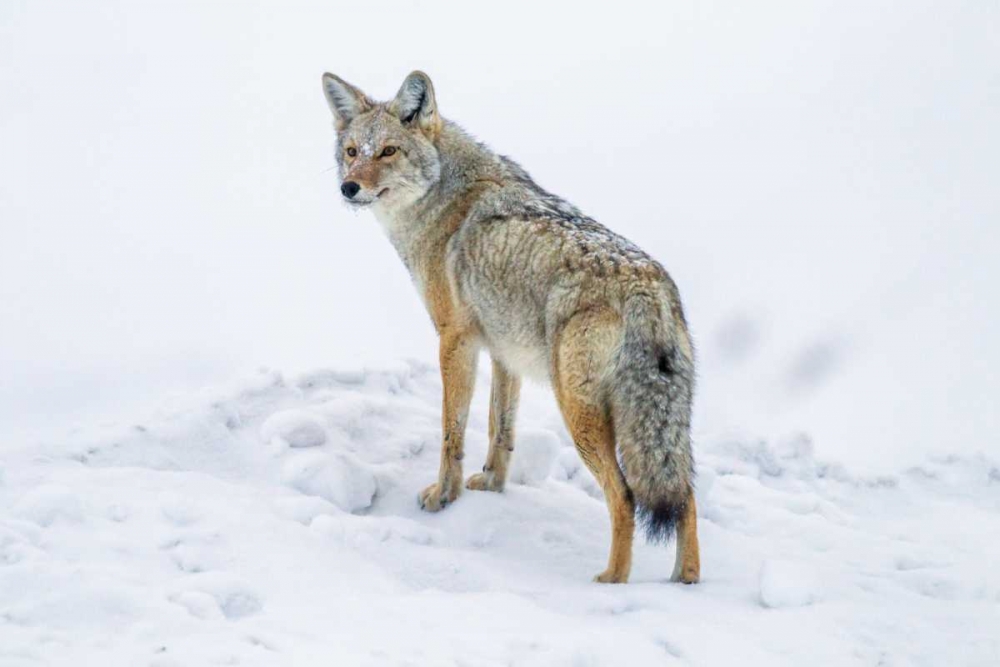Wyoming, Yellowstone NP Coyote on alert in snow art print by Cathy and Gordon Illg for $57.95 CAD