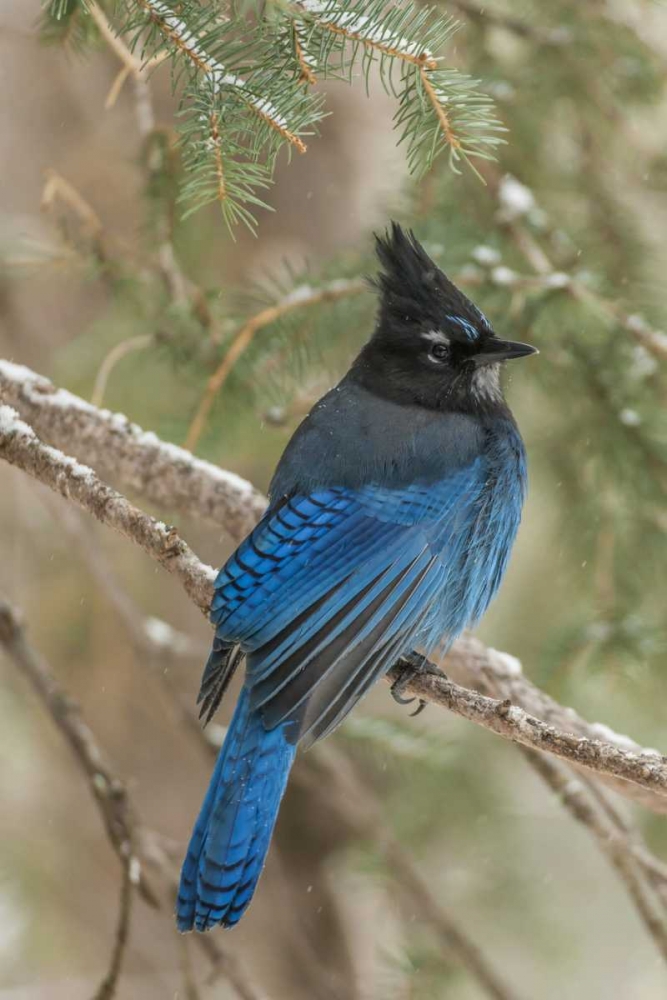 Wyoming, Yellowstone Stellers jay bird in tree art print by Cathy and Gordon Illg for $57.95 CAD