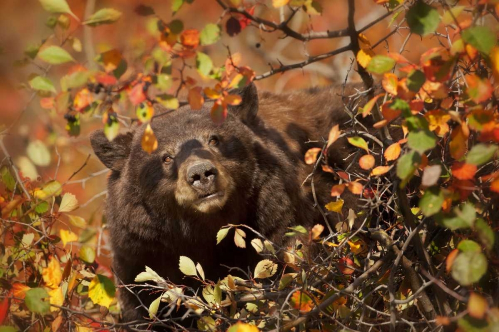 WY, Grand Tetons Black bear foraging for berries art print by Don Grall for $57.95 CAD