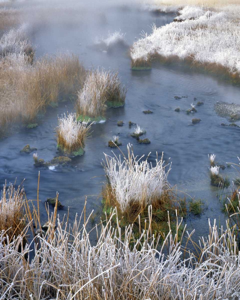 Wyoming, Yellowstone NP Frost along White Creek art print by Steve Terrill for $57.95 CAD