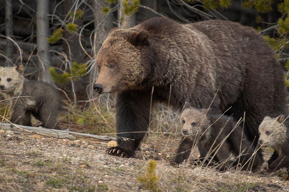 Wyoming-Yellowstone National Park Grizzly bear sow with cubs in spring  art print by Jaynes Gallery for $57.95 CAD