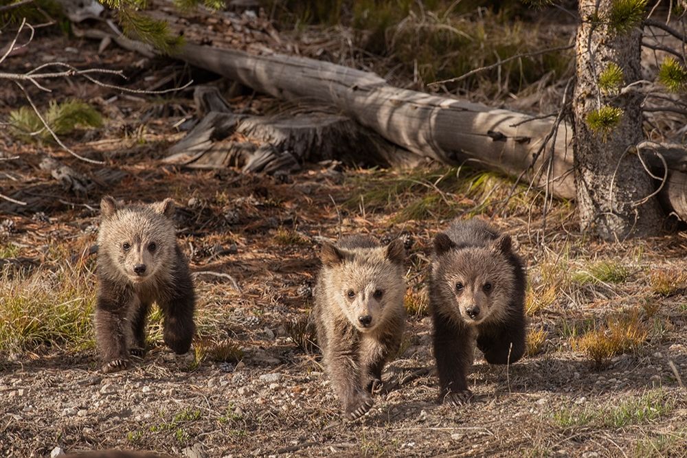 Wyoming-Yellowstone National Park Three grizzly bear cubs  art print by Jaynes Gallery for $57.95 CAD