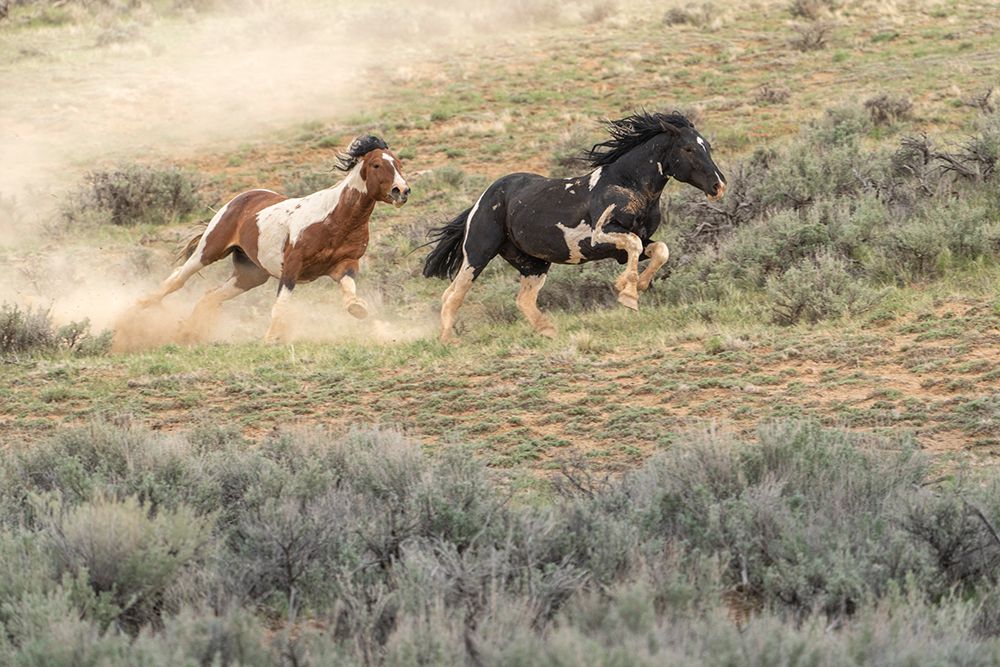 USA-Wyoming-McCullough Peaks Herd Management Area Wild horse stallion chasing another stallion art print by Jaynes Gallery for $57.95 CAD