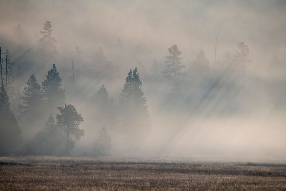 USA-Wyoming-Yellowstone National Park-Early morning fog with light rays through the trees art print by Cindy Miller Hopkins for $57.95 CAD