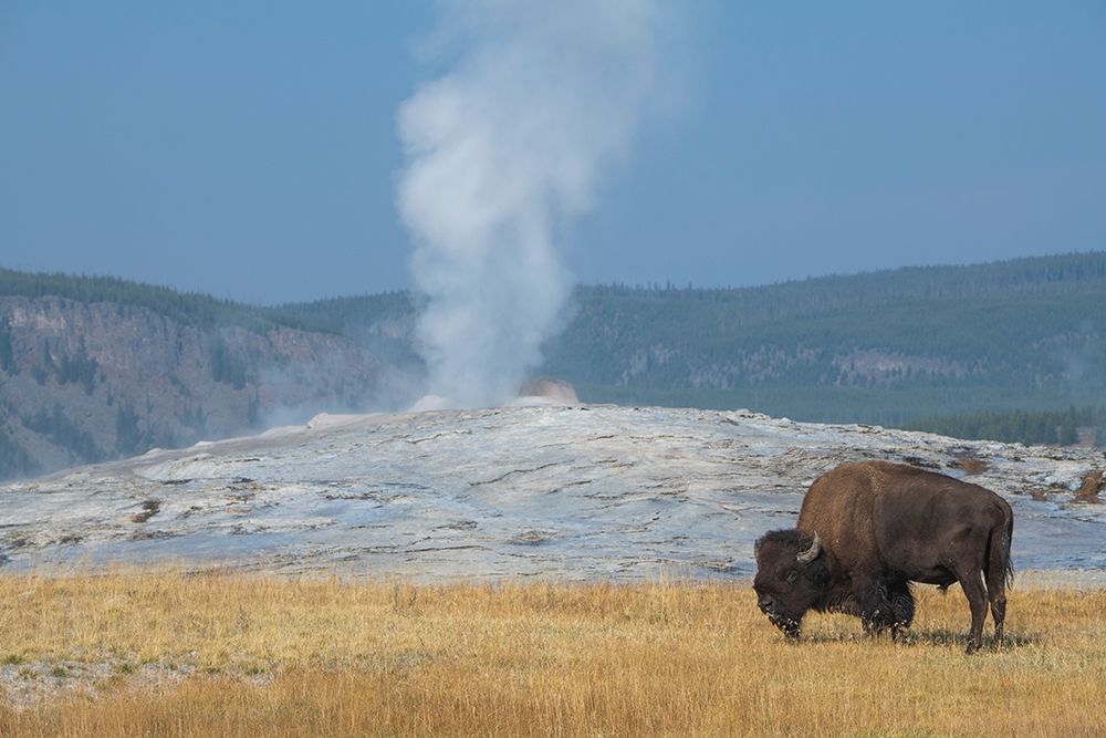 USA-Wyoming-Yellowstone National Park-Upper Geyser Basin-Lone male American bison-aka buffalo-in fr art print by Cindy Miller Hopkins for $57.95 CAD