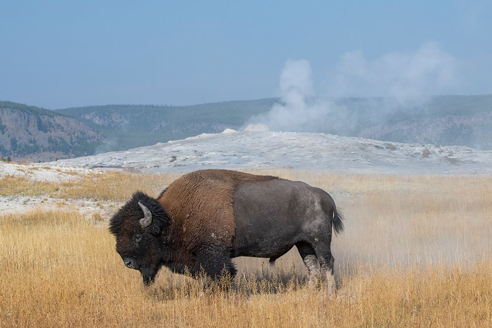 USA-Wyoming-Yellowstone National Park-Upper Geyser Basin-Lone male American bison-aka buffalo right art print by Cindy Miller Hopkins for $57.95 CAD