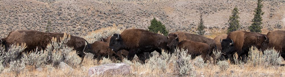 USA-Wyoming-Yellowstone National Park-Lamar Valley-Herd of American bison art print by Cindy Miller Hopkins for $57.95 CAD