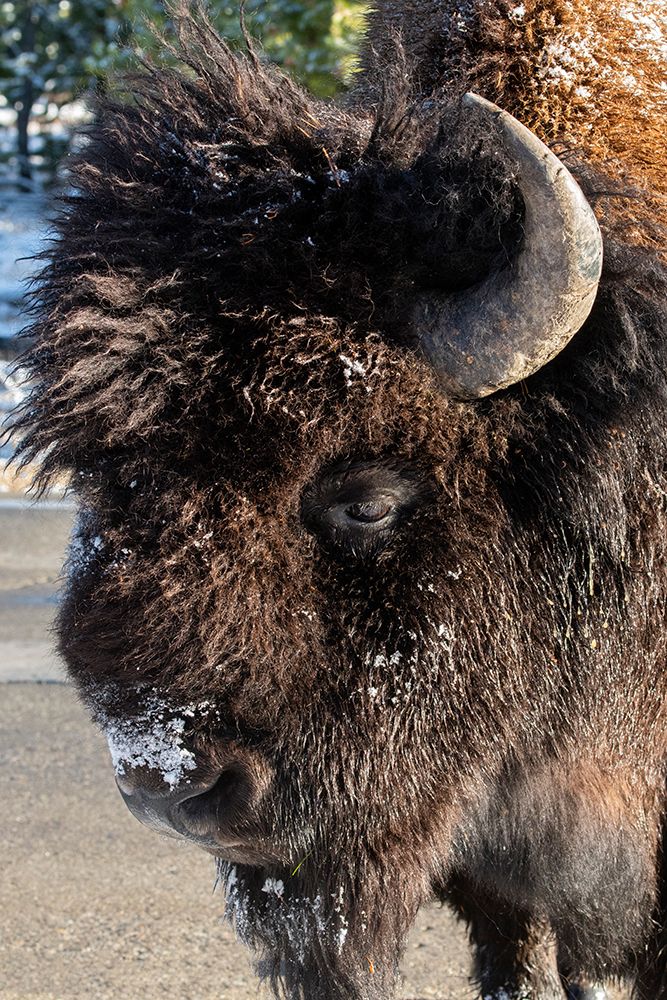 USA-Wyoming-Yellowstone National Park-Lone male American bison-aka buffalo with frost on face-Head  art print by Cindy Miller Hopkins for $57.95 CAD
