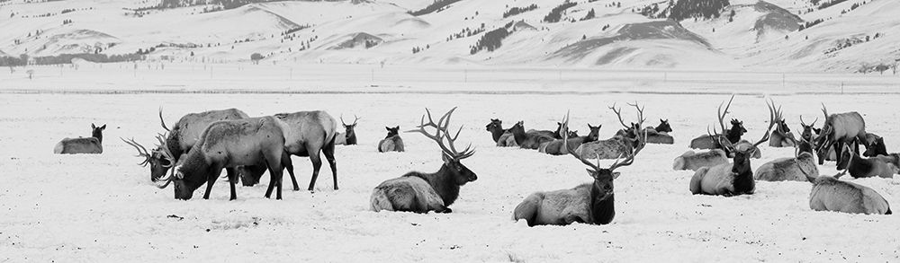 USA-Wyoming-Tetons National Park-National Elk Refuge Large elk herd in winter art print by Cindy Miller Hopkins for $57.95 CAD