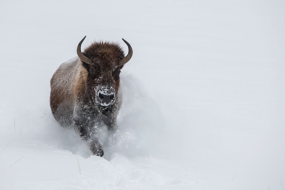 USA-Wyoming-Yellowstone National Park Lone bull bison running in deep snow art print by Cindy Miller Hopkins for $57.95 CAD