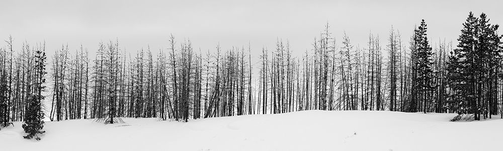 USA-Wyoming-Yellowstone National Park Winter line of trees art print by Cindy Miller Hopkins for $57.95 CAD