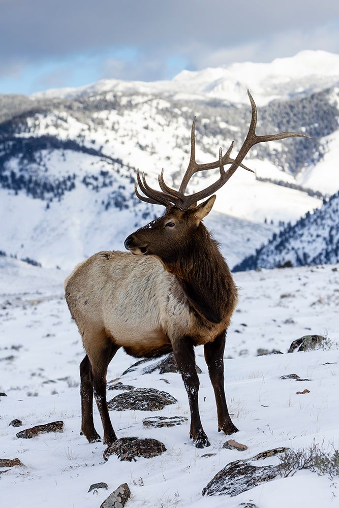 USA- Wyoming- Yellowstone National Park. Lone bull elk in snow art print by Darrell Gulin for $57.95 CAD