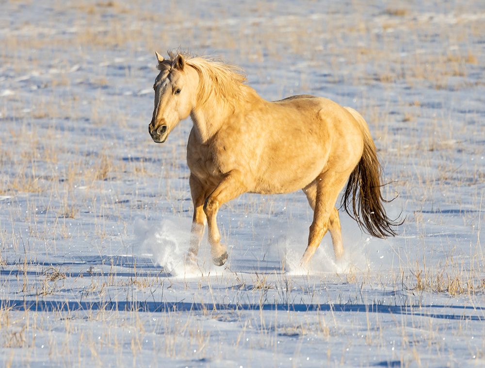 USA- Shell- Wyoming. Hideout Ranch lone horse in snow.  art print by Darrell Gulin for $57.95 CAD