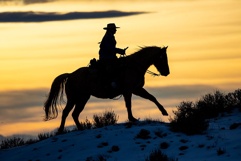 USA- Shell- Wyoming. Hideout Ranch cowgirl silhouetted on horseback at sunset.  art print by Darrell Gulin for $57.95 CAD