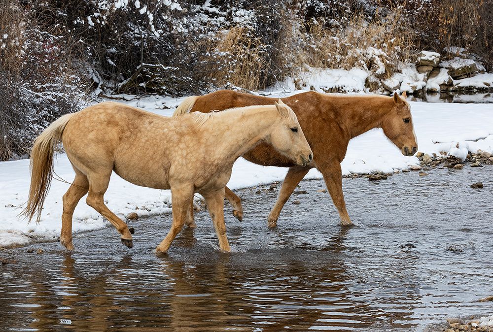 USA- Shell- Wyoming. Hideout Ranch pair of horses in snow.  art print by Darrell Gulin for $57.95 CAD