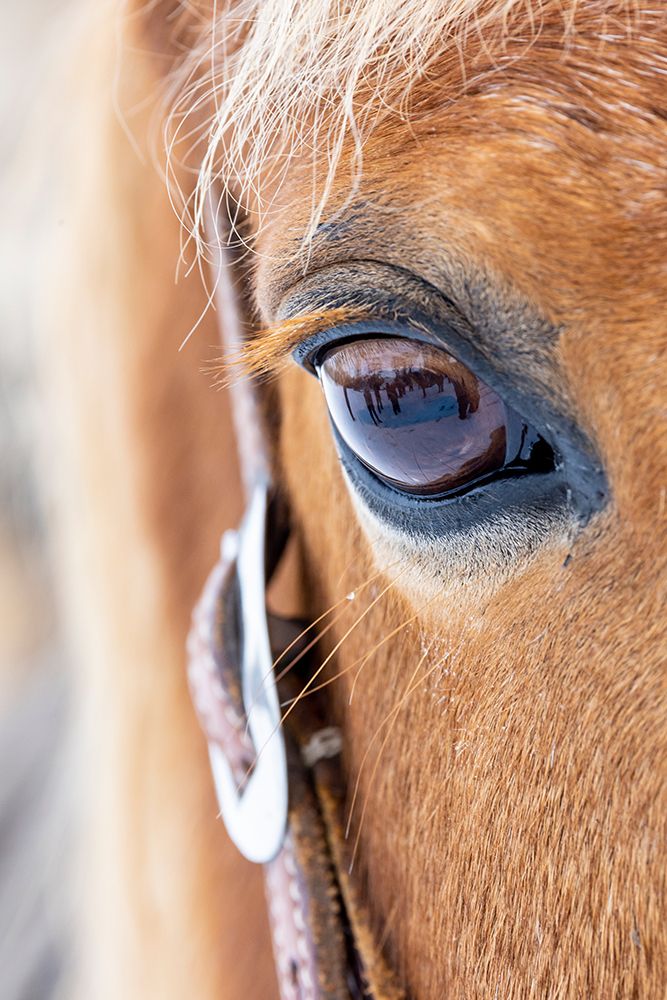 USA- Shell- Wyoming. Hideout Ranch close-up of horses eye.  art print by Darrell Gulin for $57.95 CAD