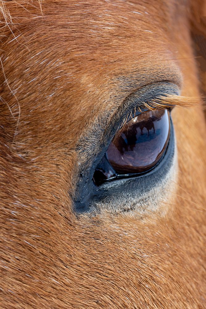 USA- Shell- Wyoming. Hideout Ranch close-up of horses eye.  art print by Darrell Gulin for $57.95 CAD