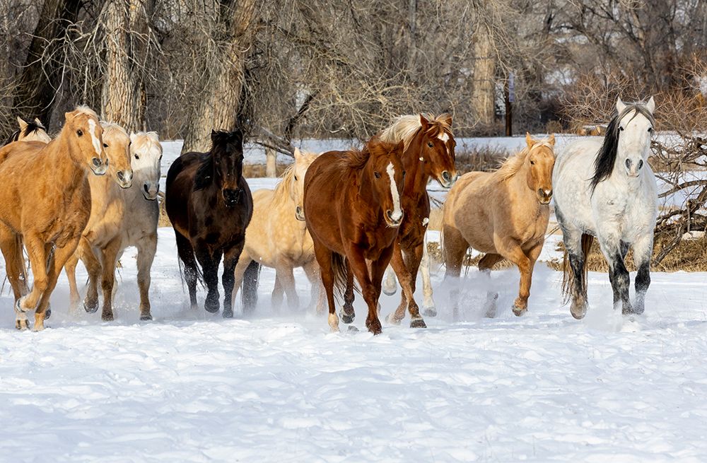 USA- Shell- Wyoming. Hideout Ranch with small herd of horses in snow.  art print by Darrell Gulin for $57.95 CAD