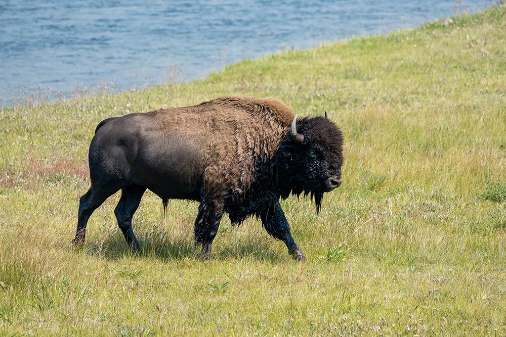 Yellowstone National Park-Wyoming-USA Wet bison after swimming in the Yellowstone River art print by Janet Horton for $57.95 CAD