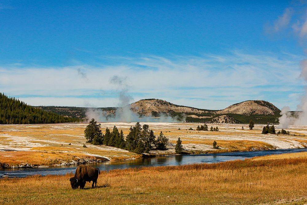 Yellowstone National Park-USA-Bison-buffalo-Steam-Old Faithful-Yellowstone River art print by Jolly Sienda for $57.95 CAD