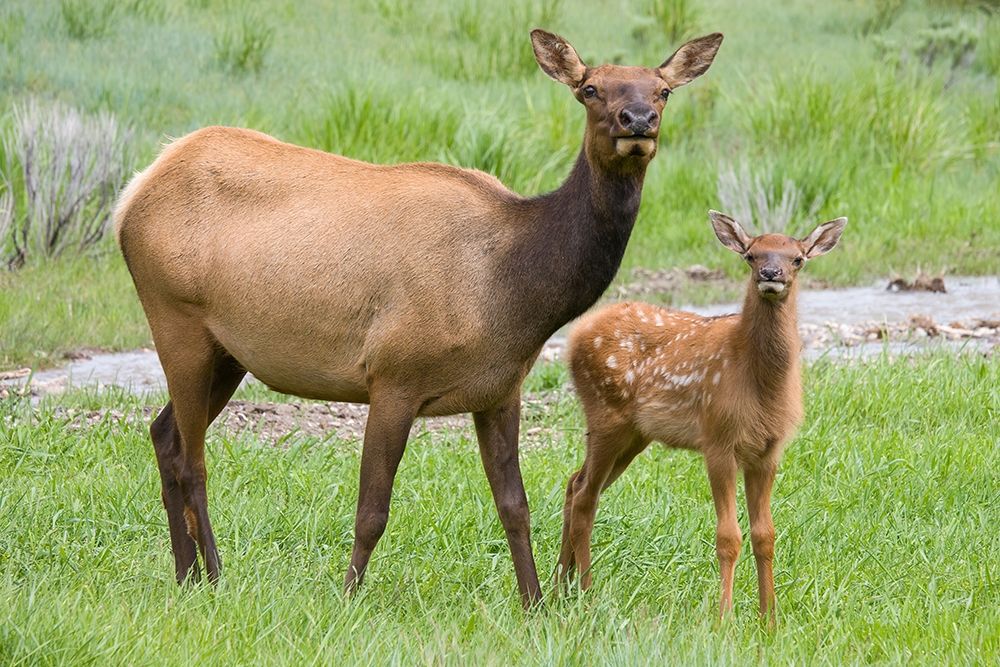 WY-Yellowstone National Park-Elk calf and mother art print by Jamie and Judy Wild for $57.95 CAD