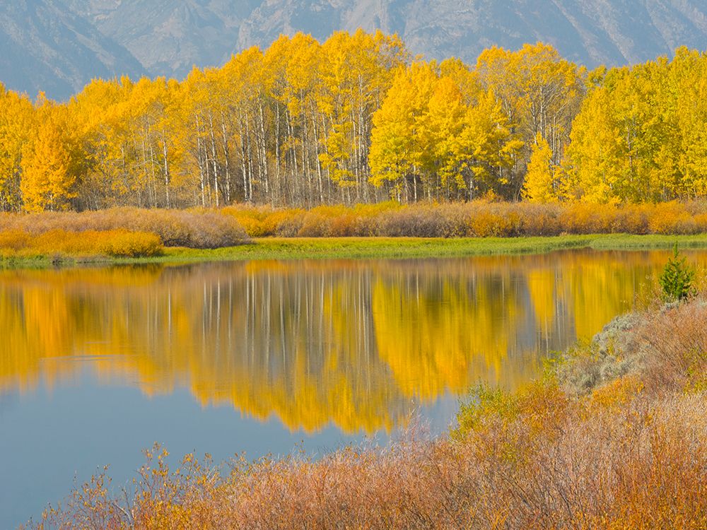 Wyoming- Grand Teton National Park. Golden Aspen trees- reflected in Snake River at Oxbow Bend art print by Jamie and Judy Wild for $57.95 CAD