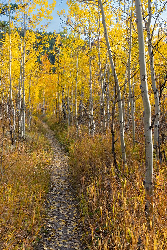 USA-Wyoming. Trail through autumn Aspens and grasslands-Black Tail Butte-Grand Teton NP. art print by Judith Zimmerman for $57.95 CAD