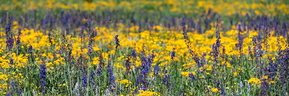USA-Wyoming. Wildflowers-Grand Teton National Park. art print by Judith Zimmerman for $57.95 CAD