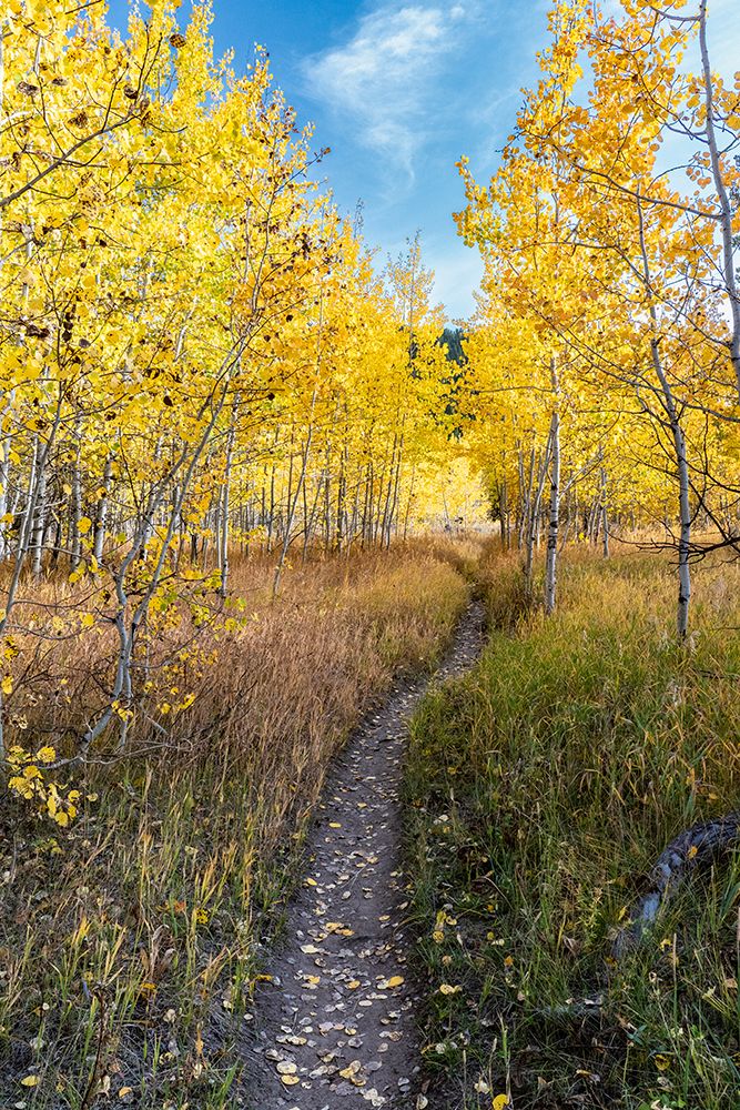 Wyoming. Trail through autumn Aspens and grasslands-Black Tail Butte-Grand Teton National Park. art print by Judith Zimmerman for $57.95 CAD