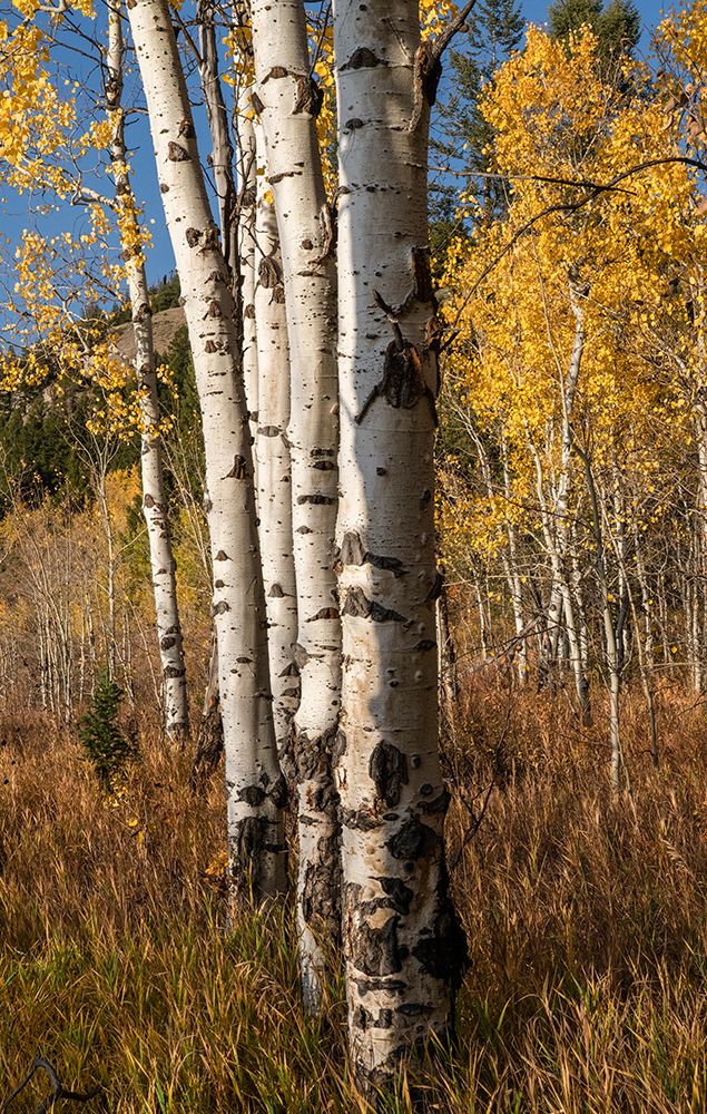 USA-Wyoming. Autumn Aspen near the Oxbow Bend-Grand Teton National Park. art print by Judith Zimmerman for $57.95 CAD